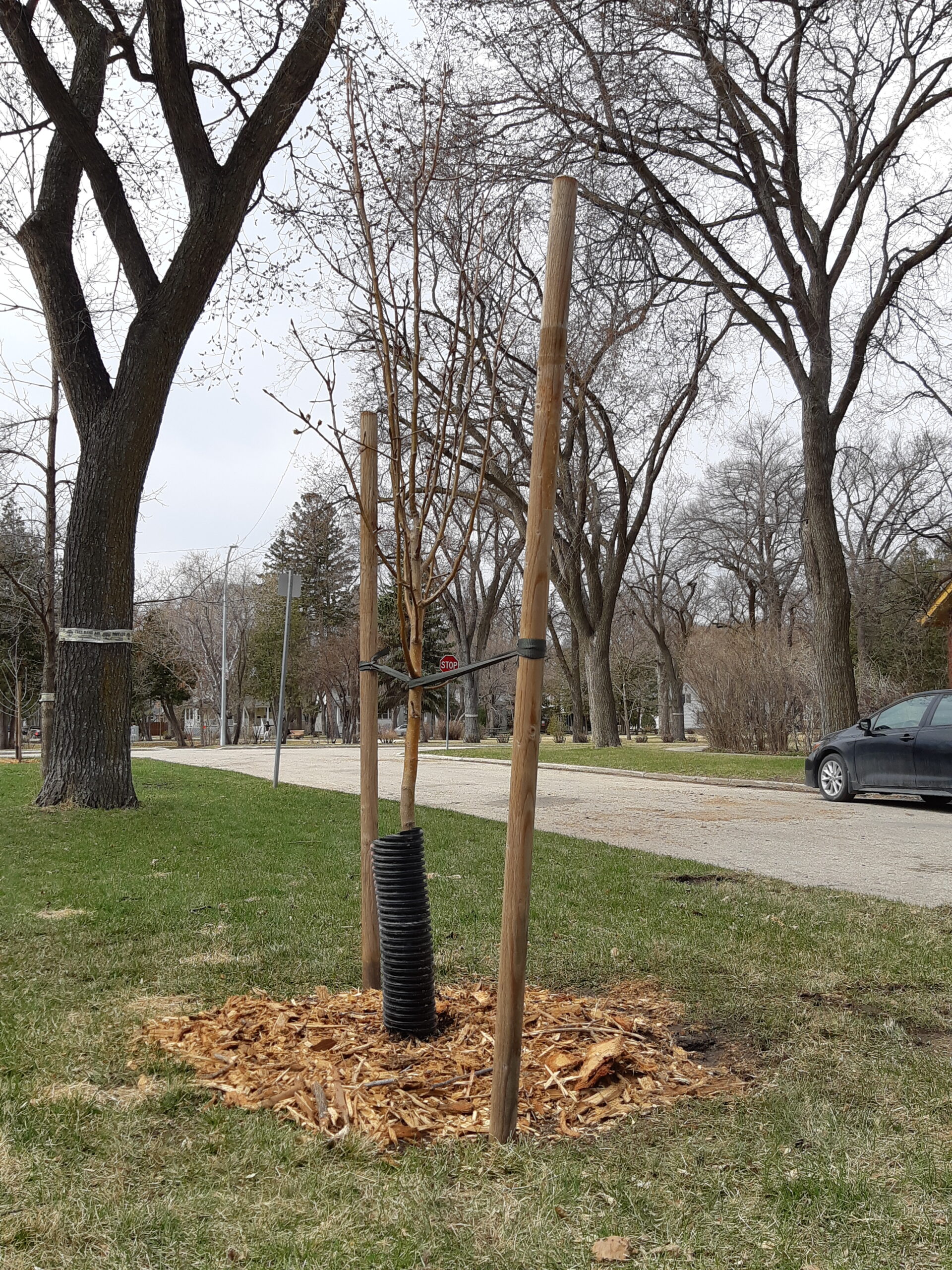 Conversation into Action How Riverview Residents Planted 55 New